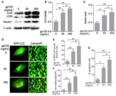 ASPP2 Plays a Dual Role in gp120-Induced Autophagy and Apoptosis of Neuroblastoma Cells